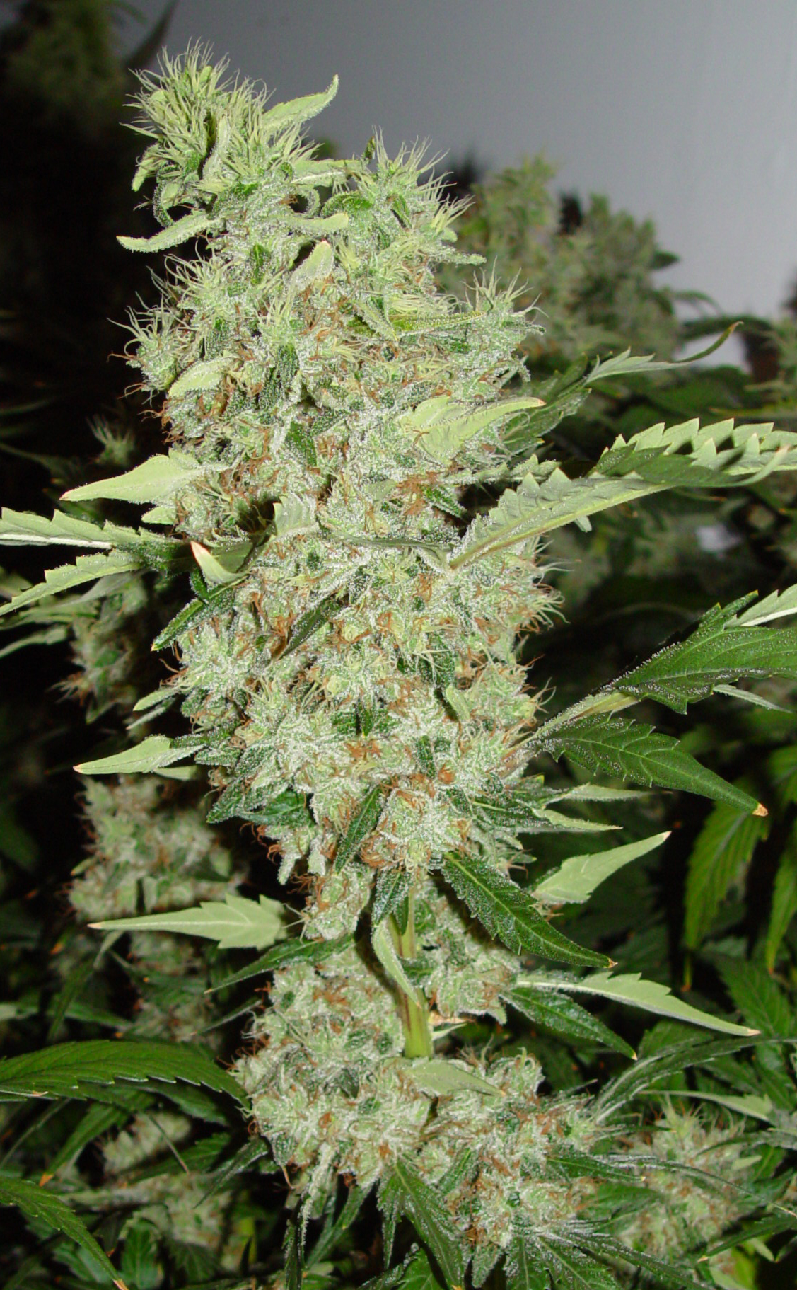 Bubble Gum - Feminized Marijuana Seeds