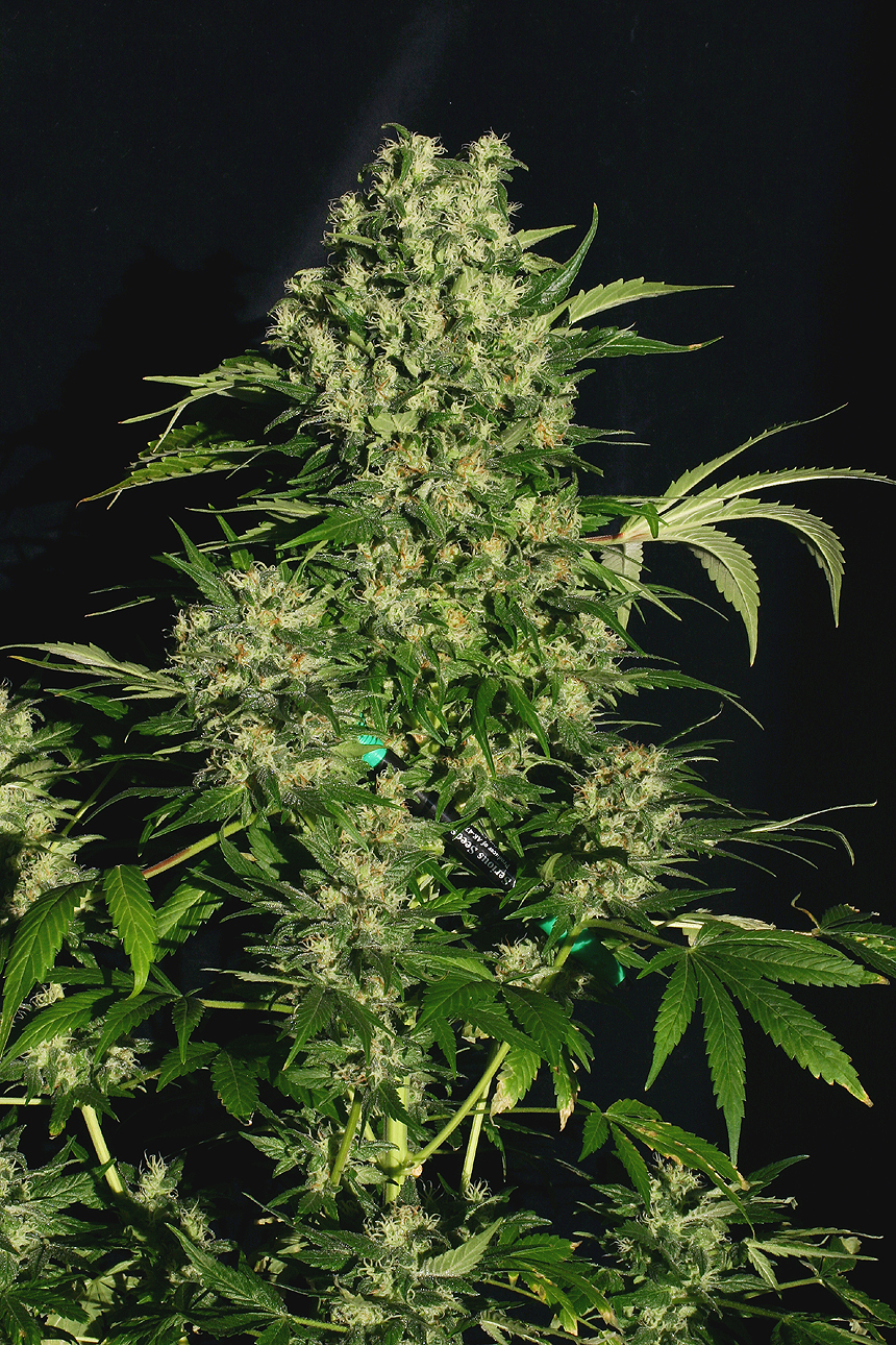 Chronic Strain