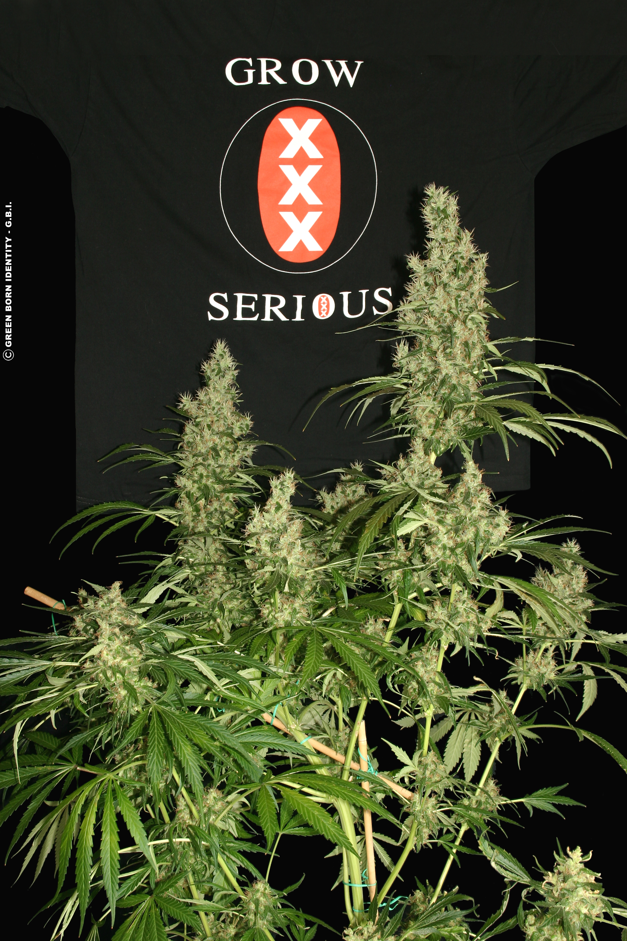 Kali Mist Strain