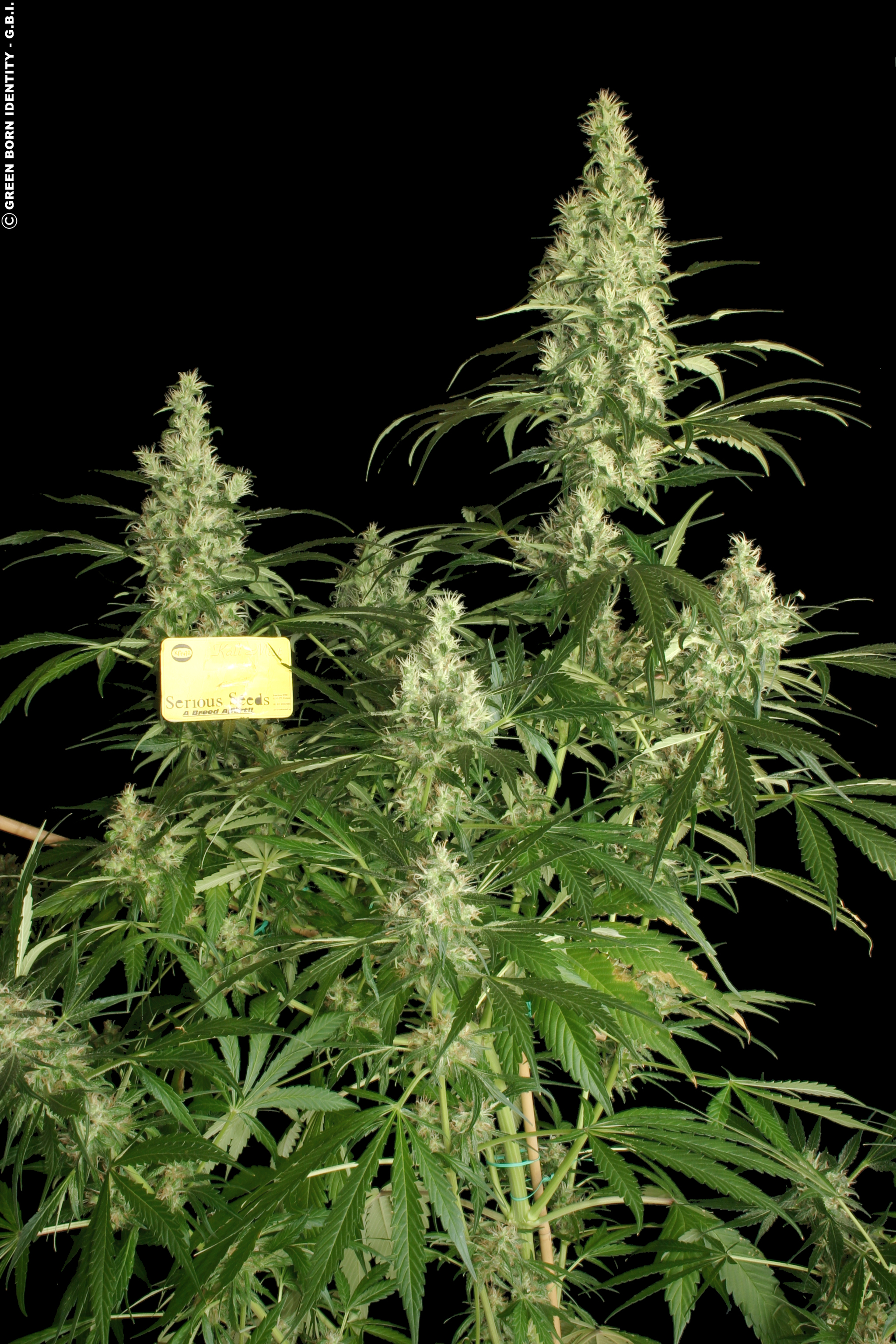 Kali Mist Strain
