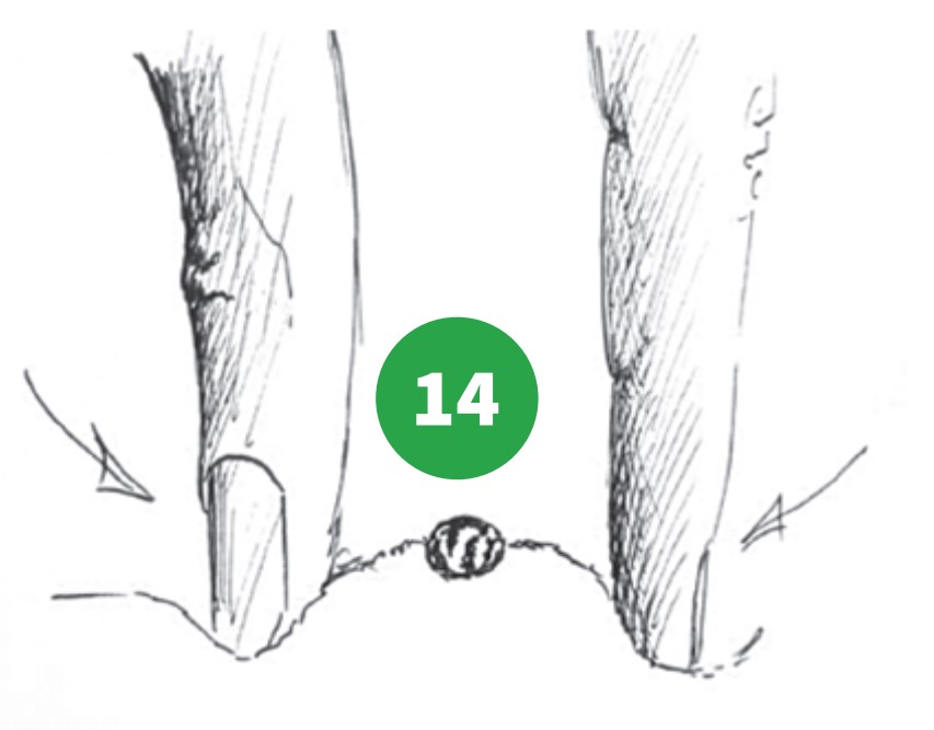 how to grow step 14