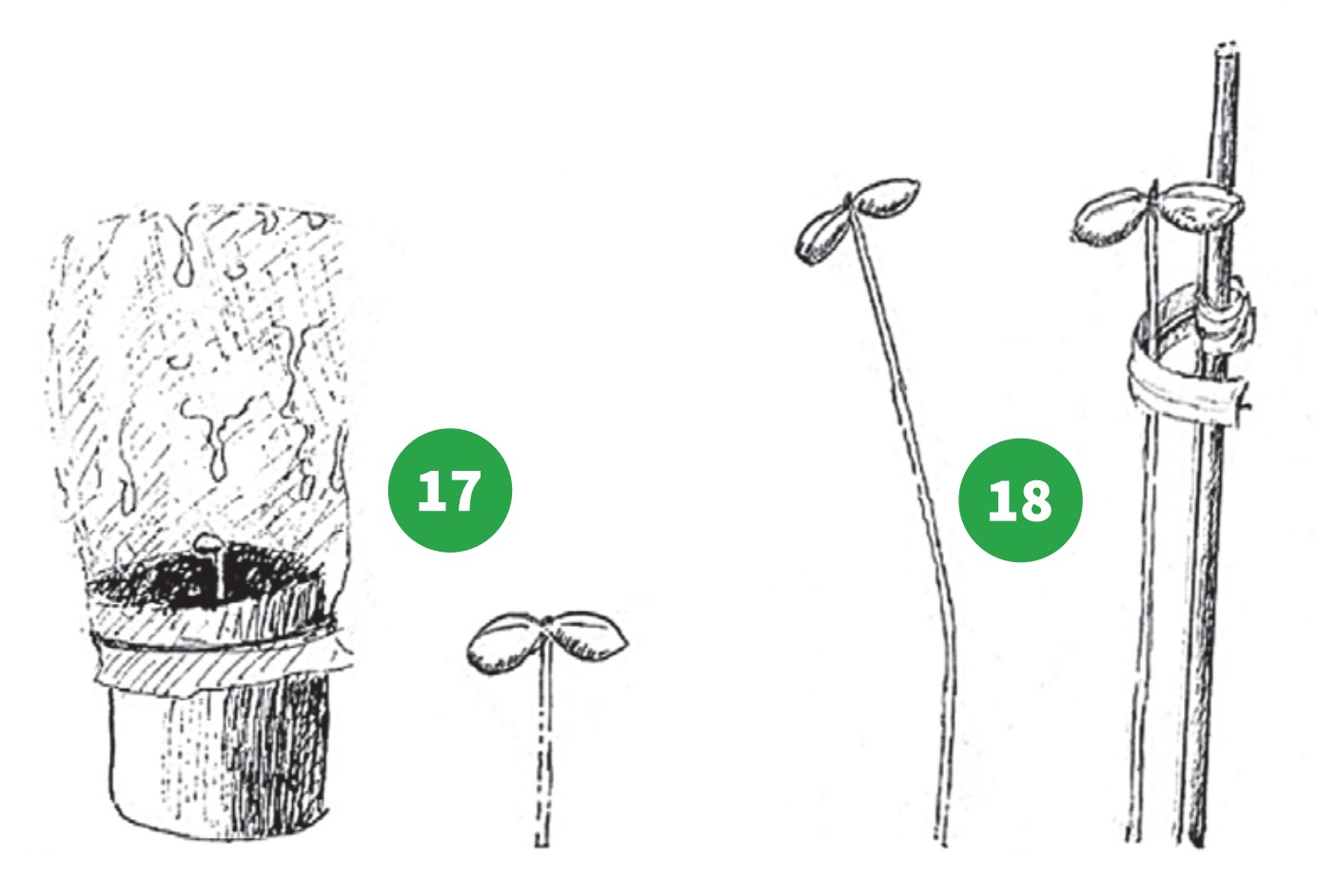 how to grow step 17-18