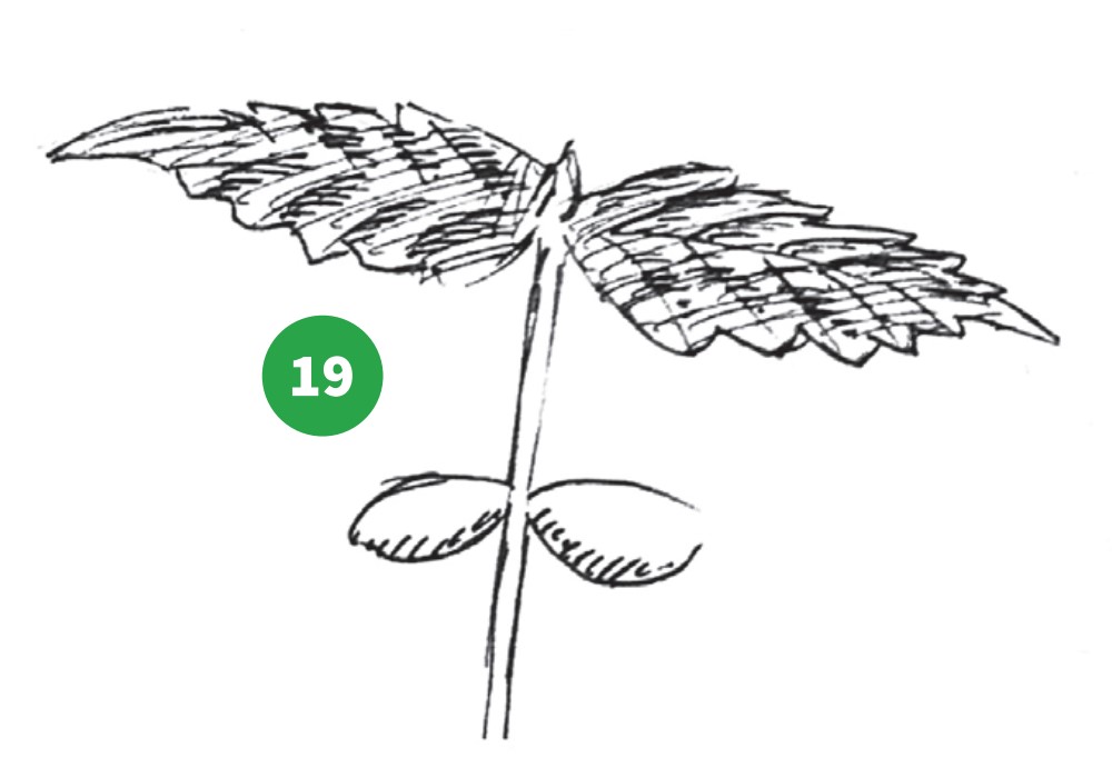 how to grow step 19