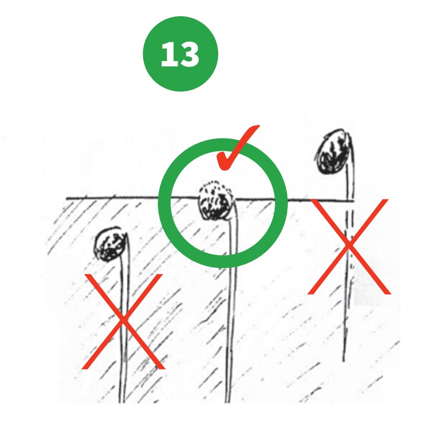 how to grow step 13