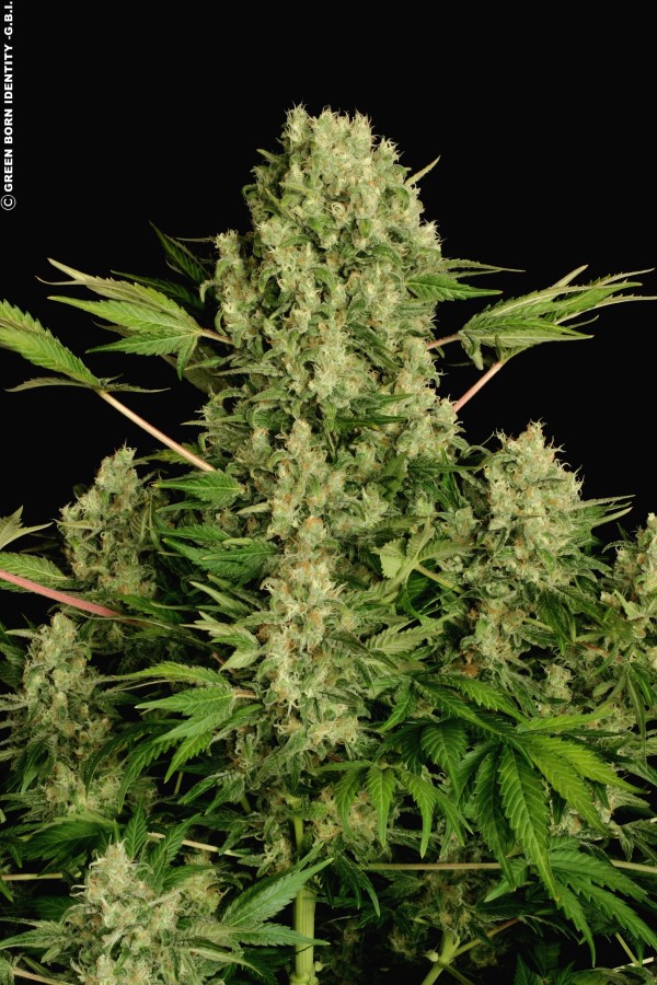White Russian Strain