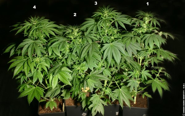 White Russian Strain