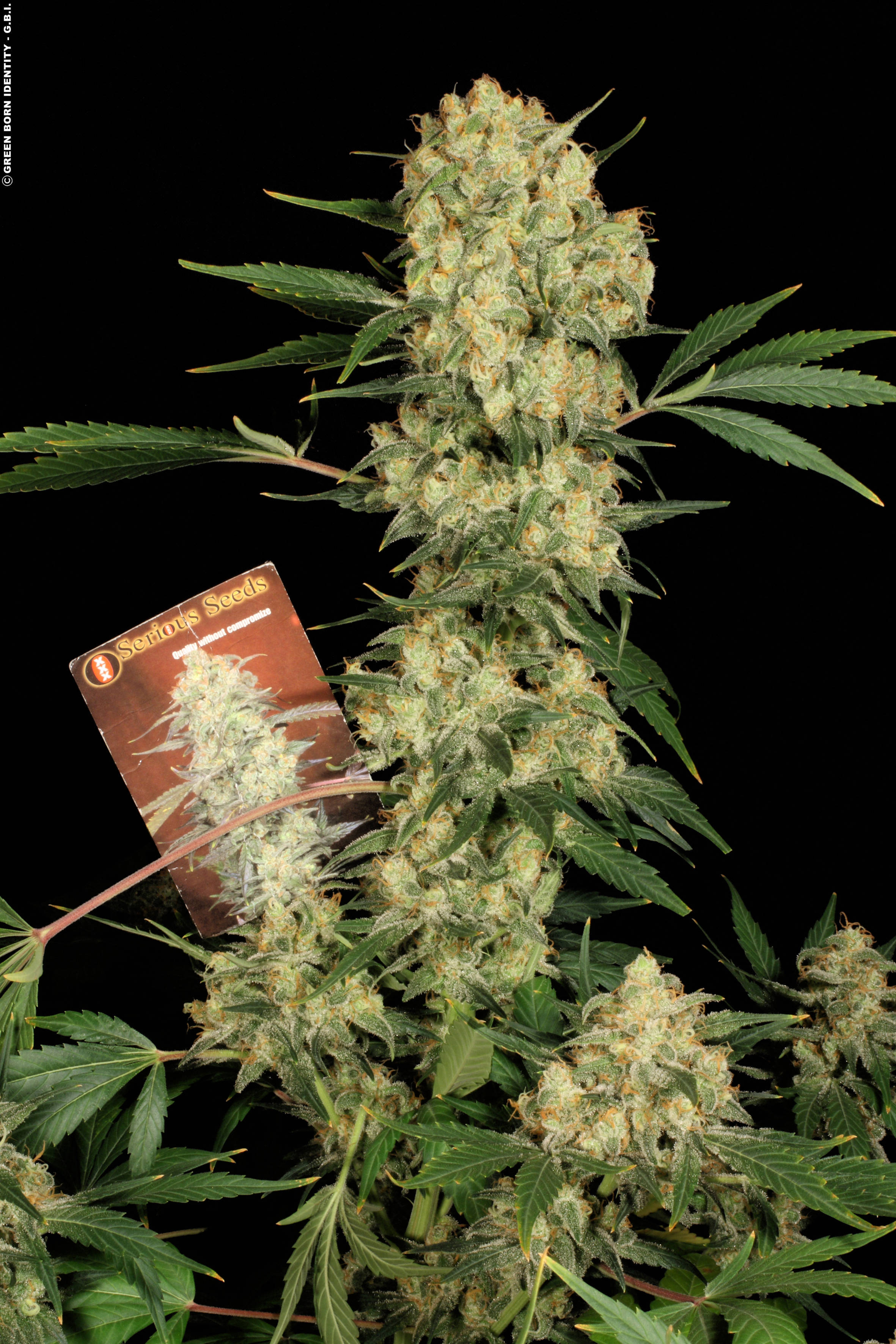 AK-47 Strain
