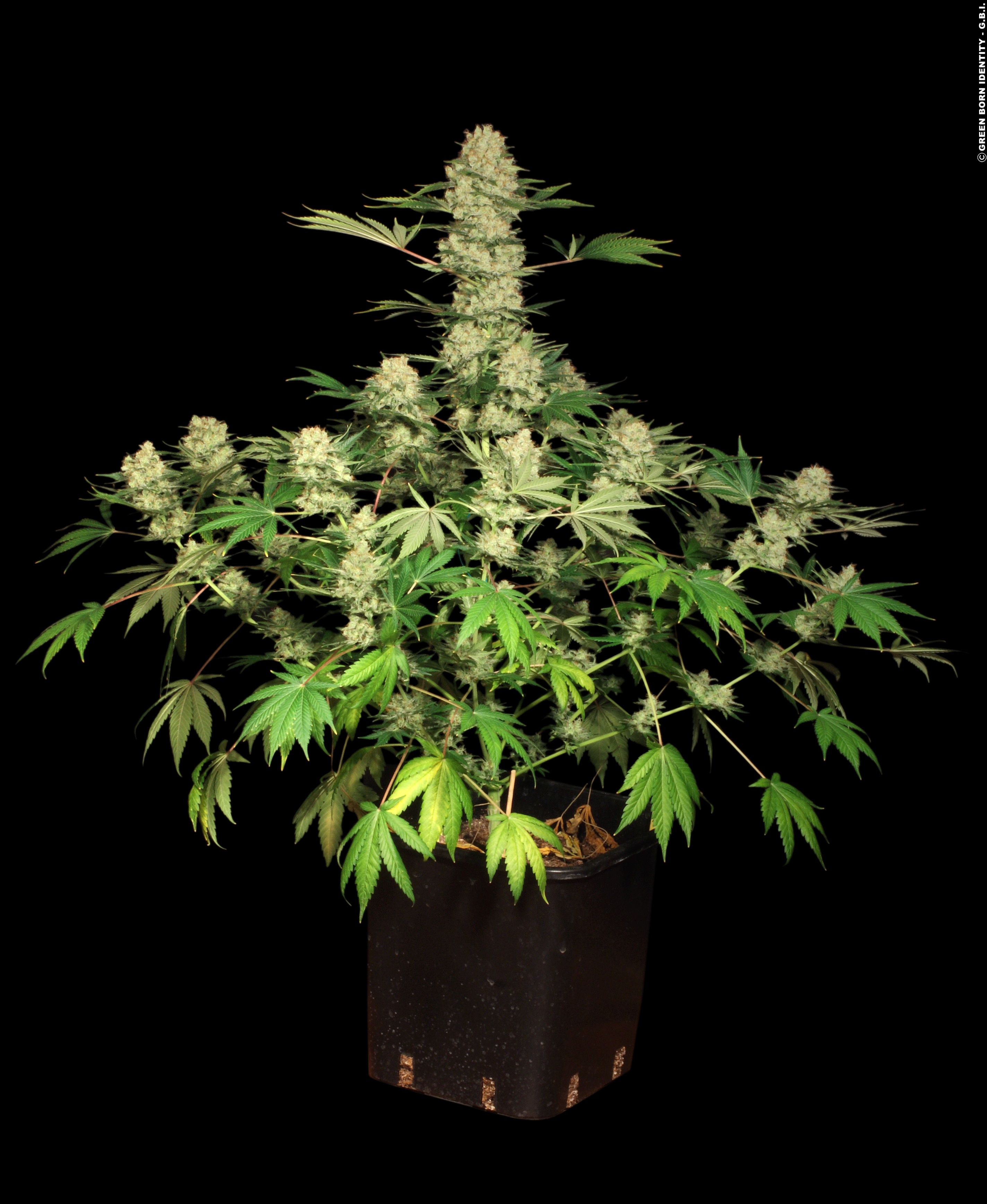 AK-47 Strain