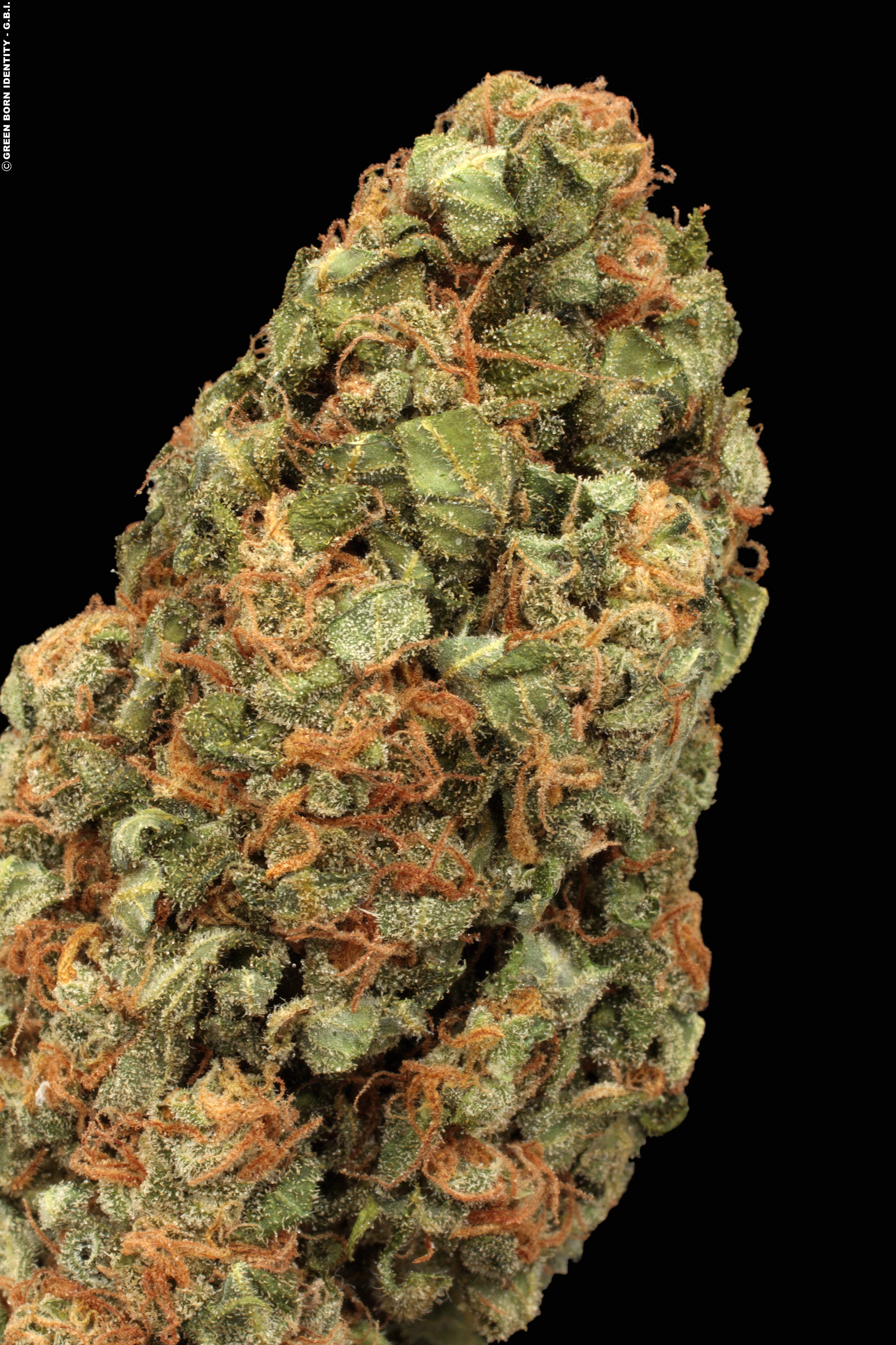 Auto White Russian Strain