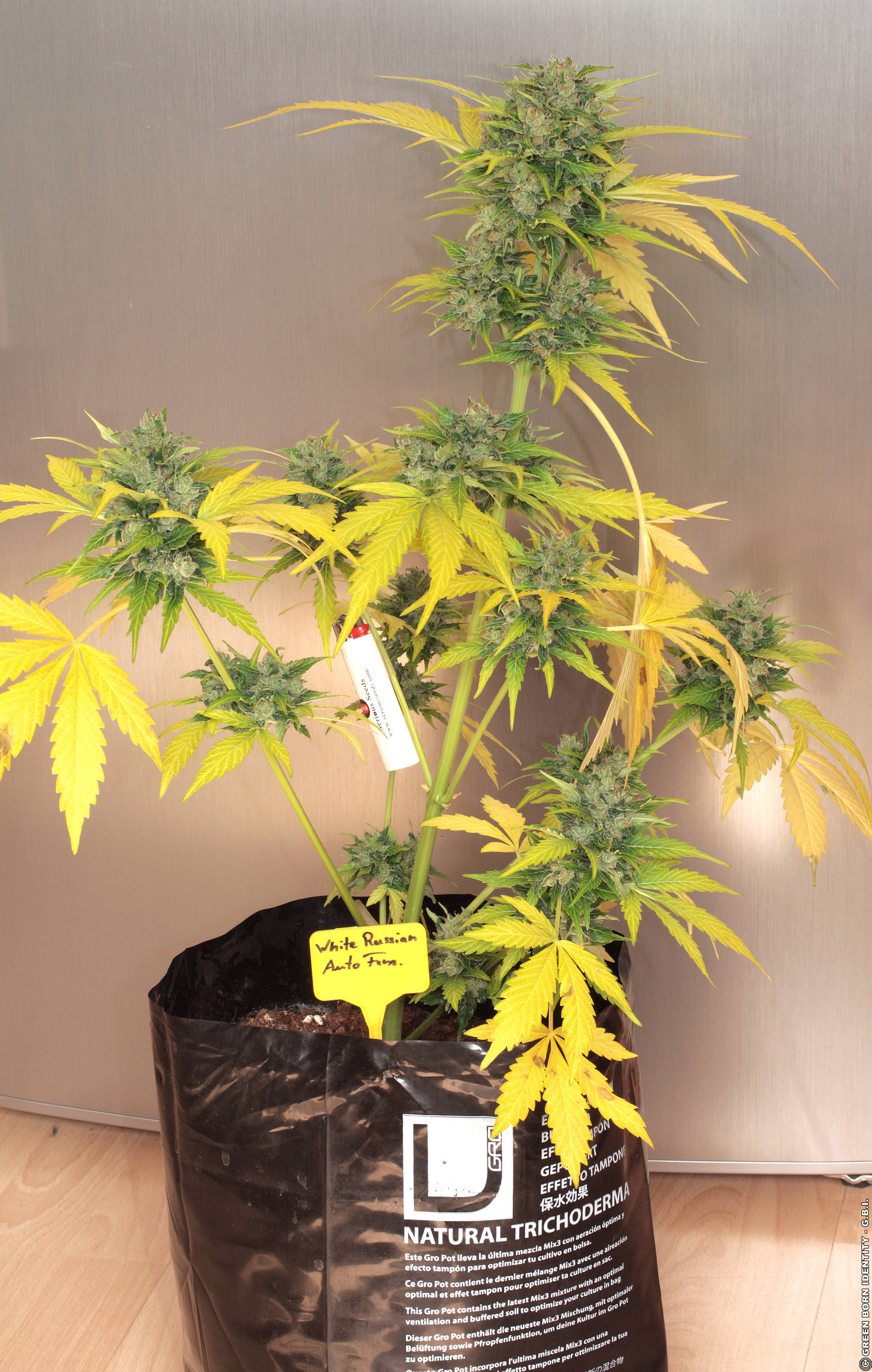 Auto White Russian Strain