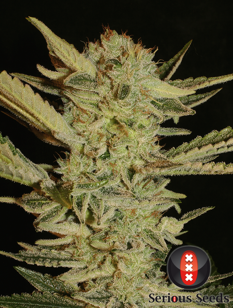 bodega bubble gum strain