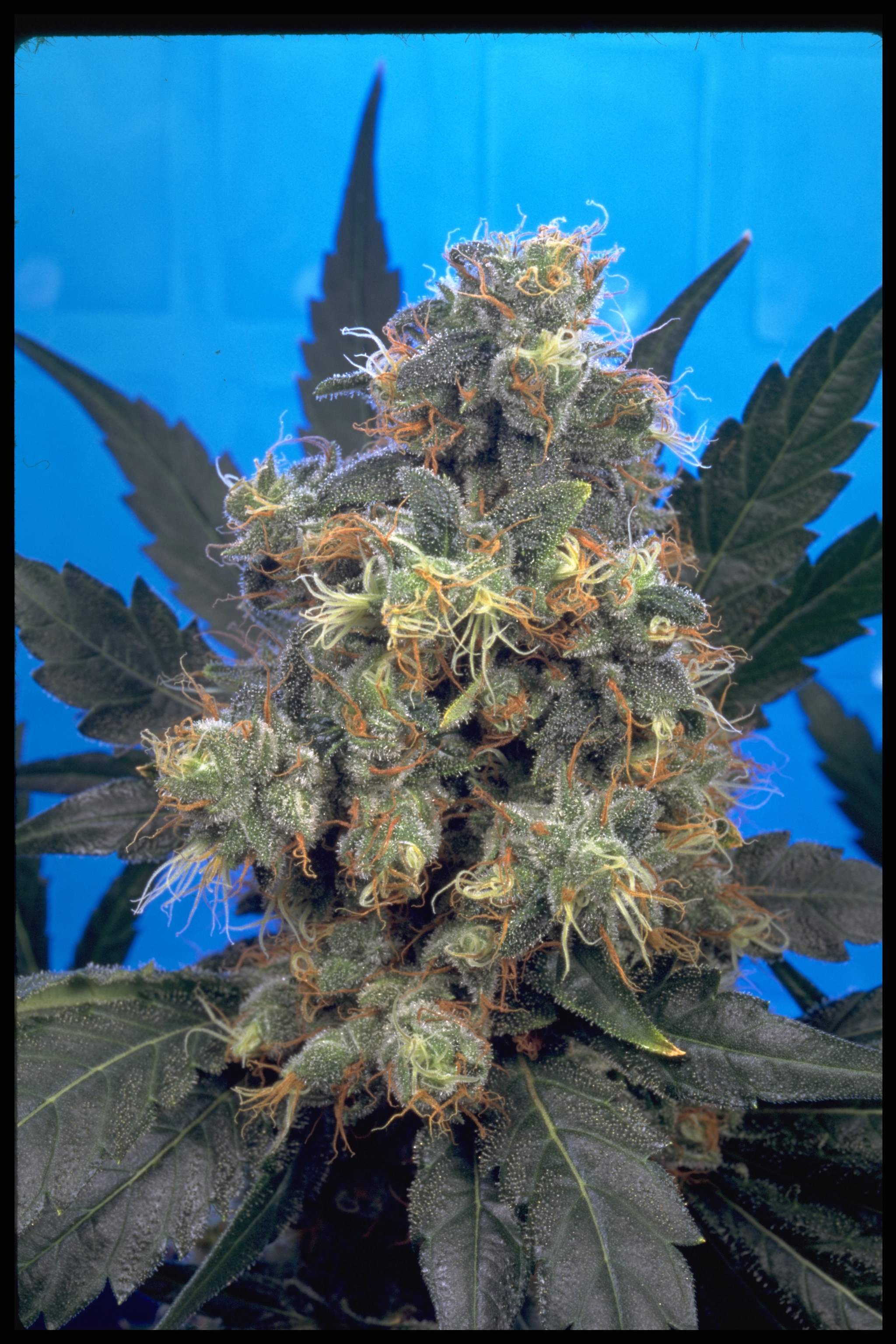 blue bubble gum strain blue bubble gum strain