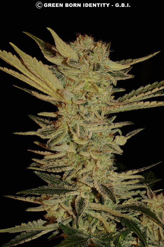 Bubblegum Strain