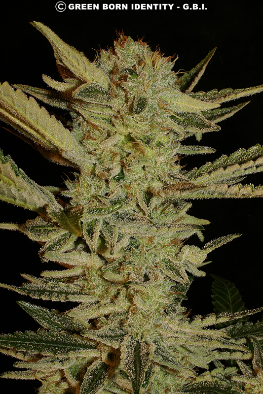 bubble gum strain price bubble gum strain price