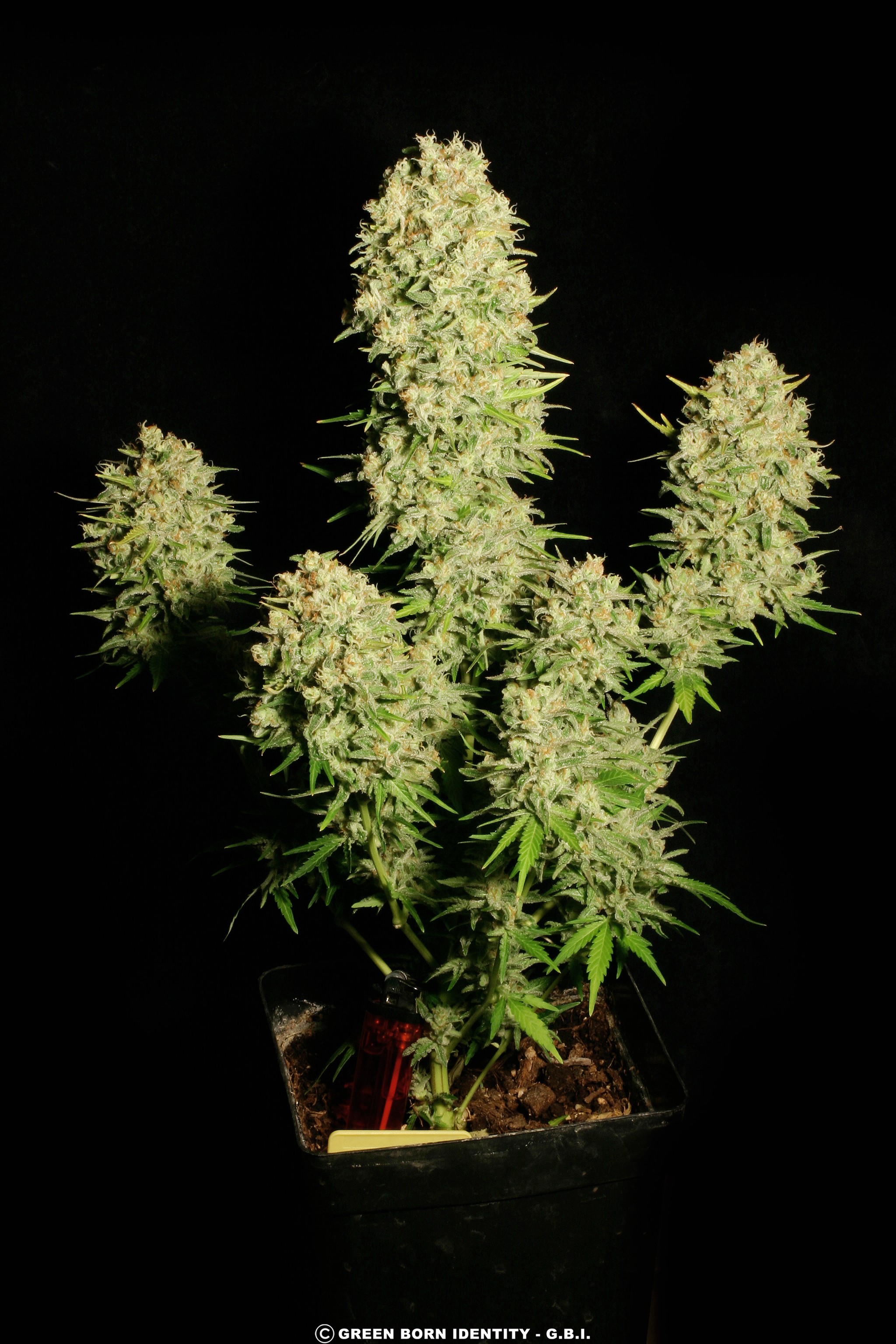 Chronic Strain