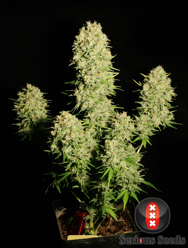 Safest website to buy productive strain weed autoflower