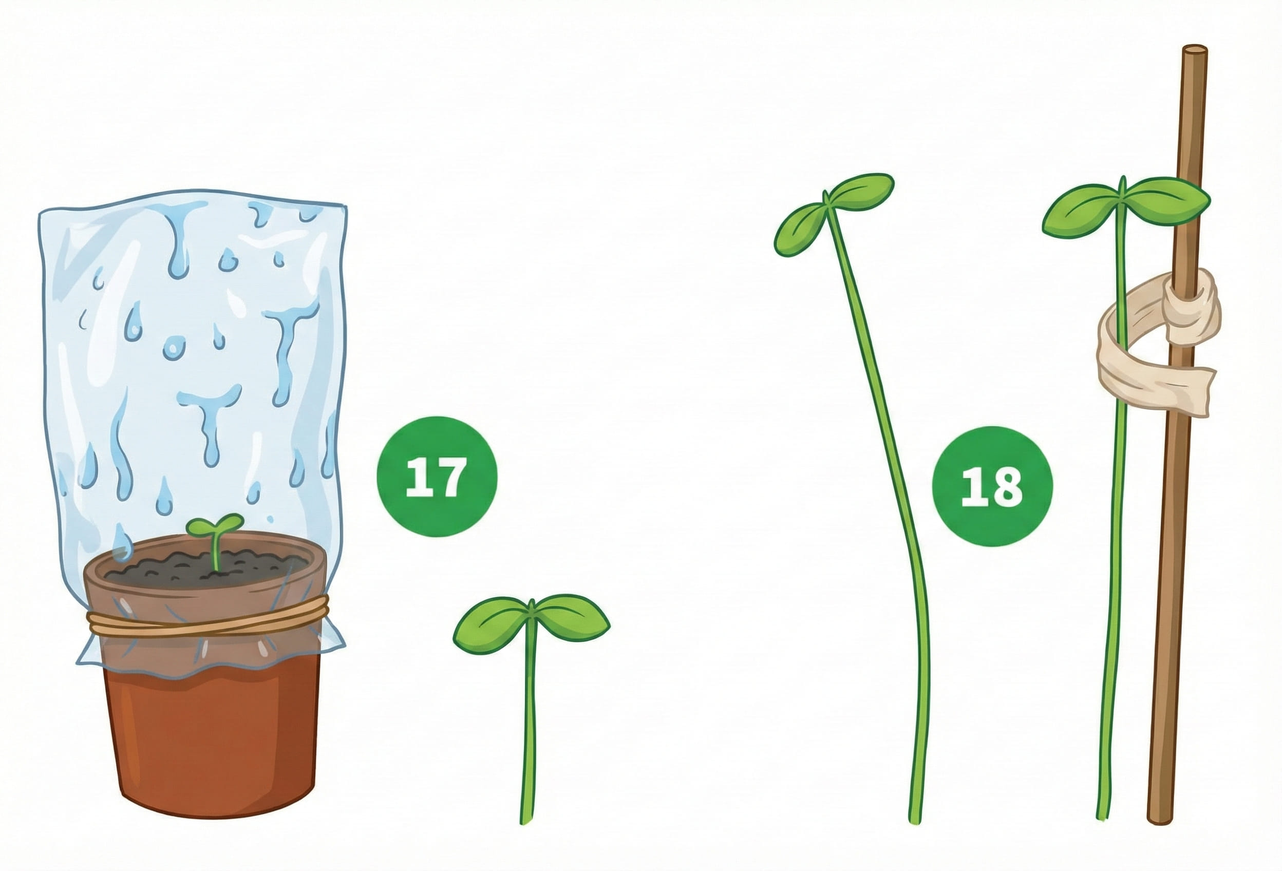 how to grow step 17-18