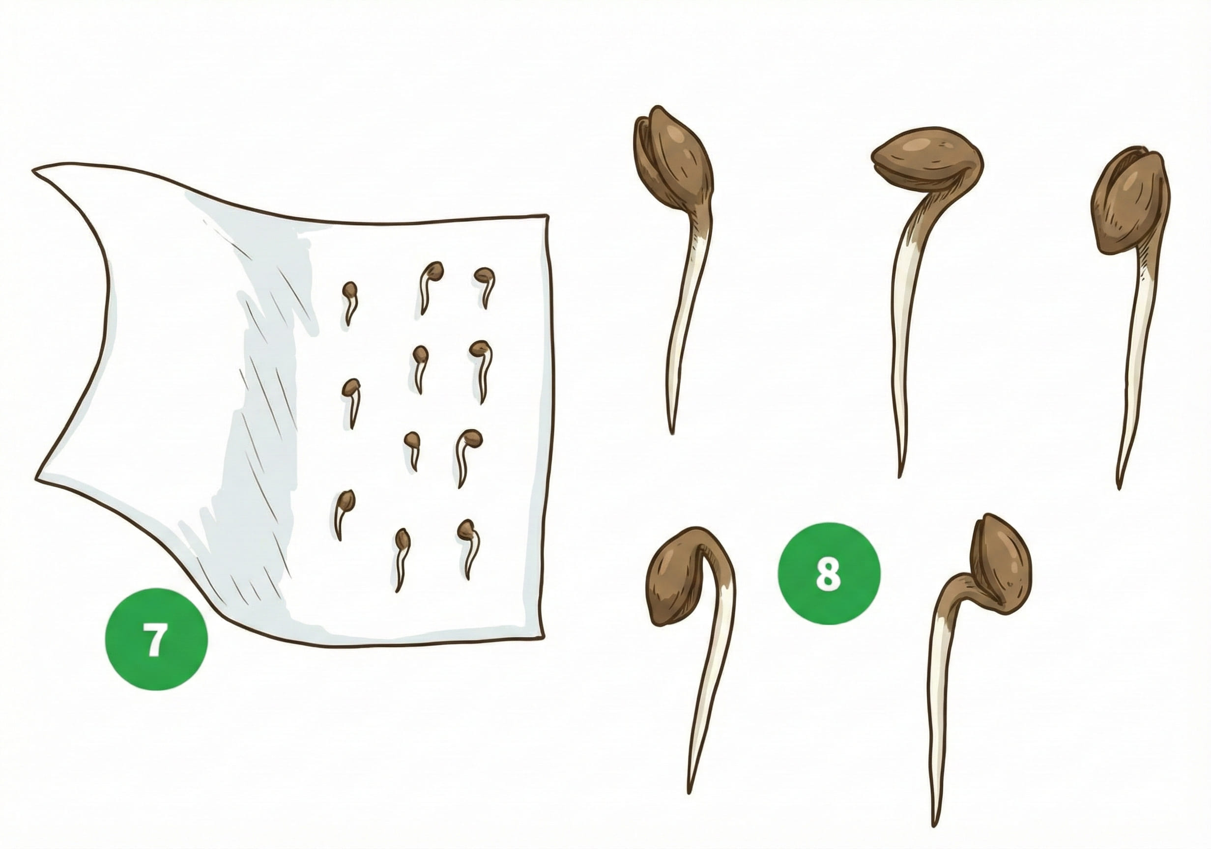 how to grow step 7-8