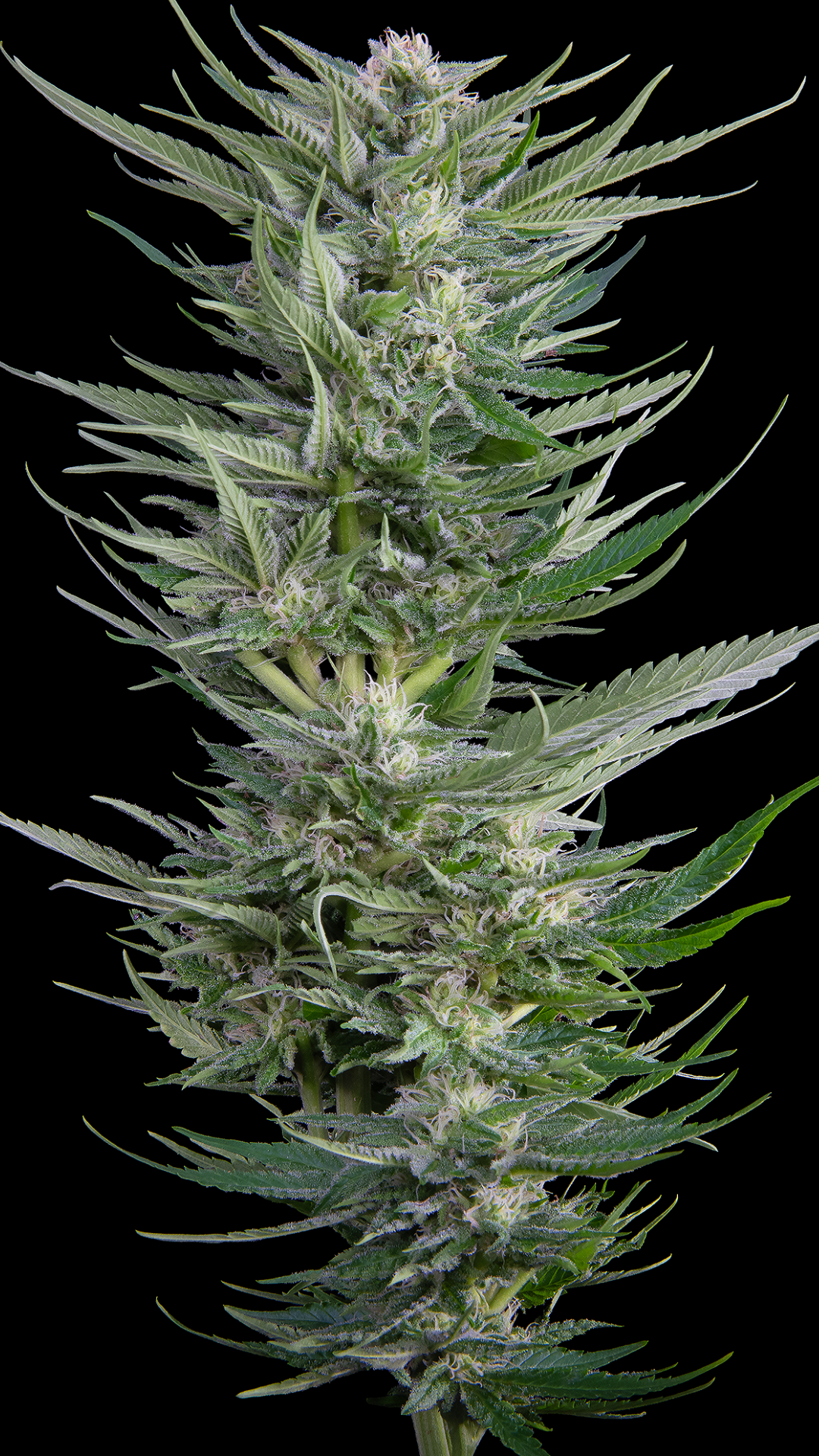 Fruity Durban
