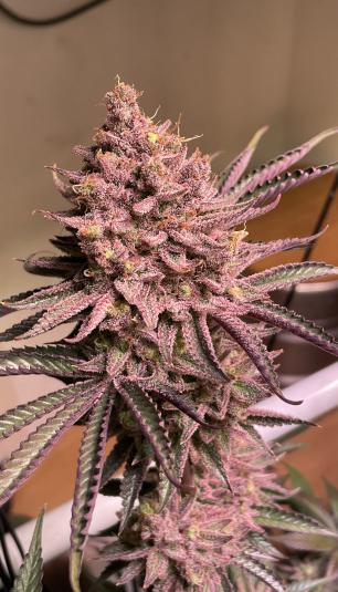 Rittus Haze strain > Absolute Cannabis Seeds ▷ THC > 20%