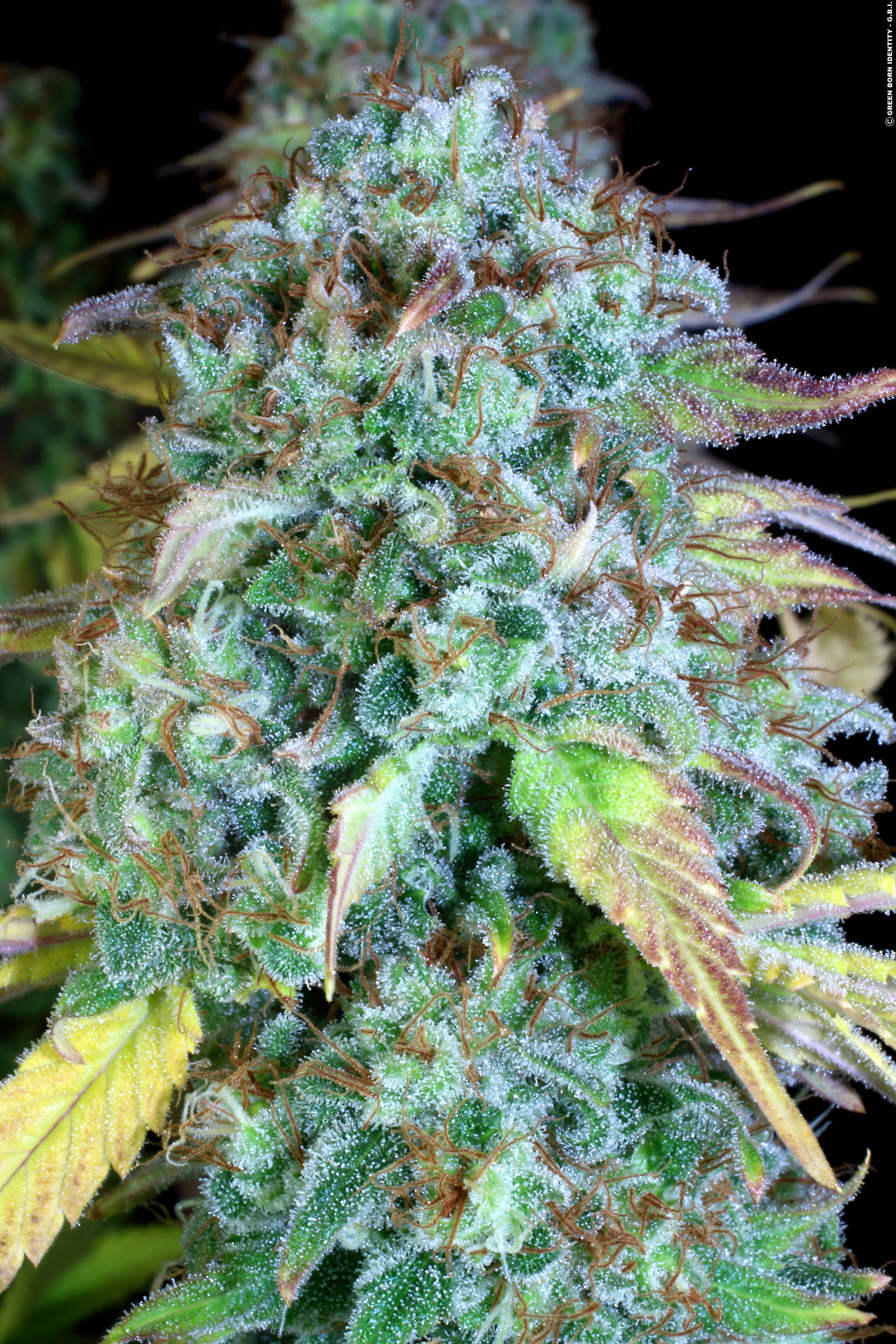 Serious Happiness Strain