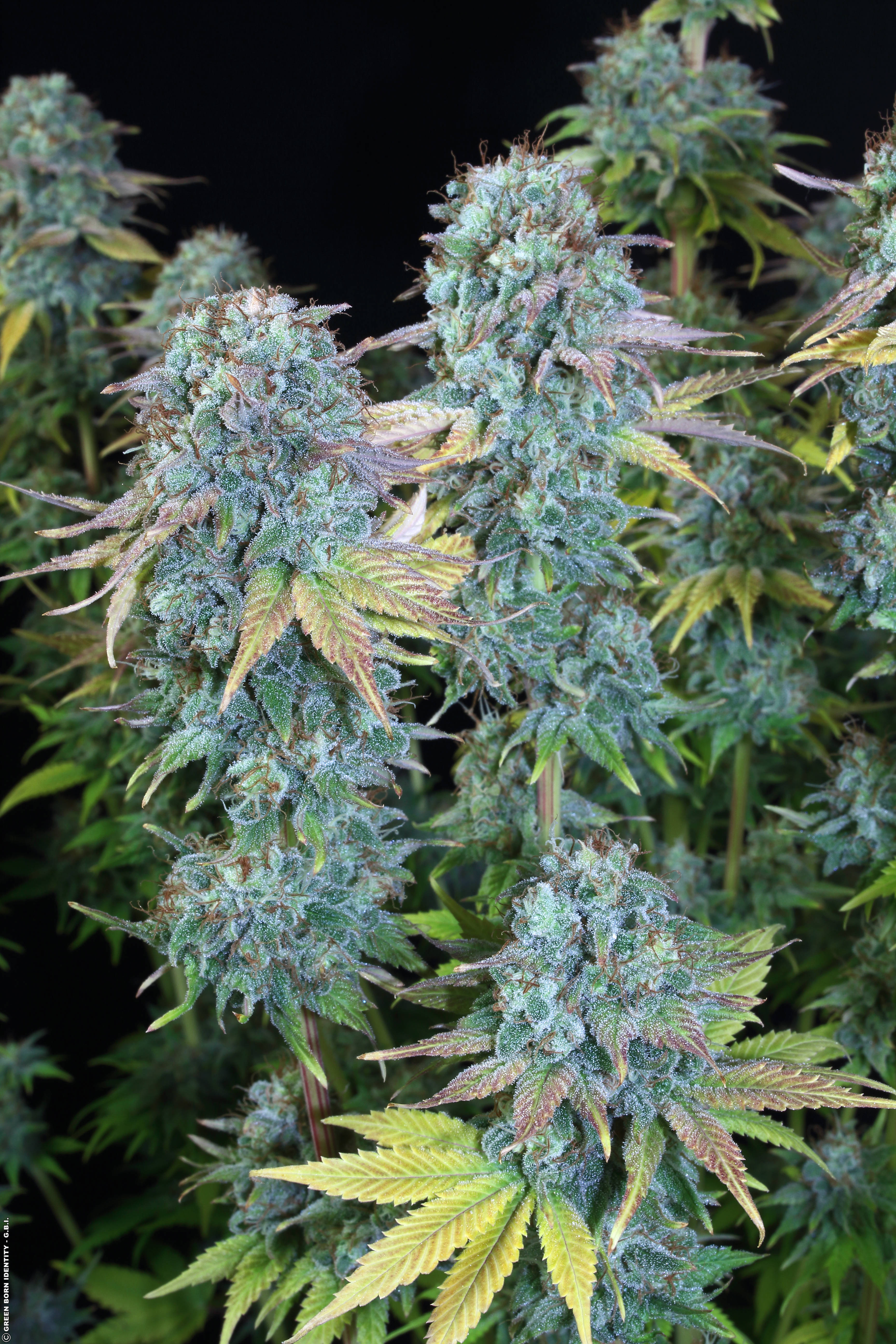Serious Happiness Strain