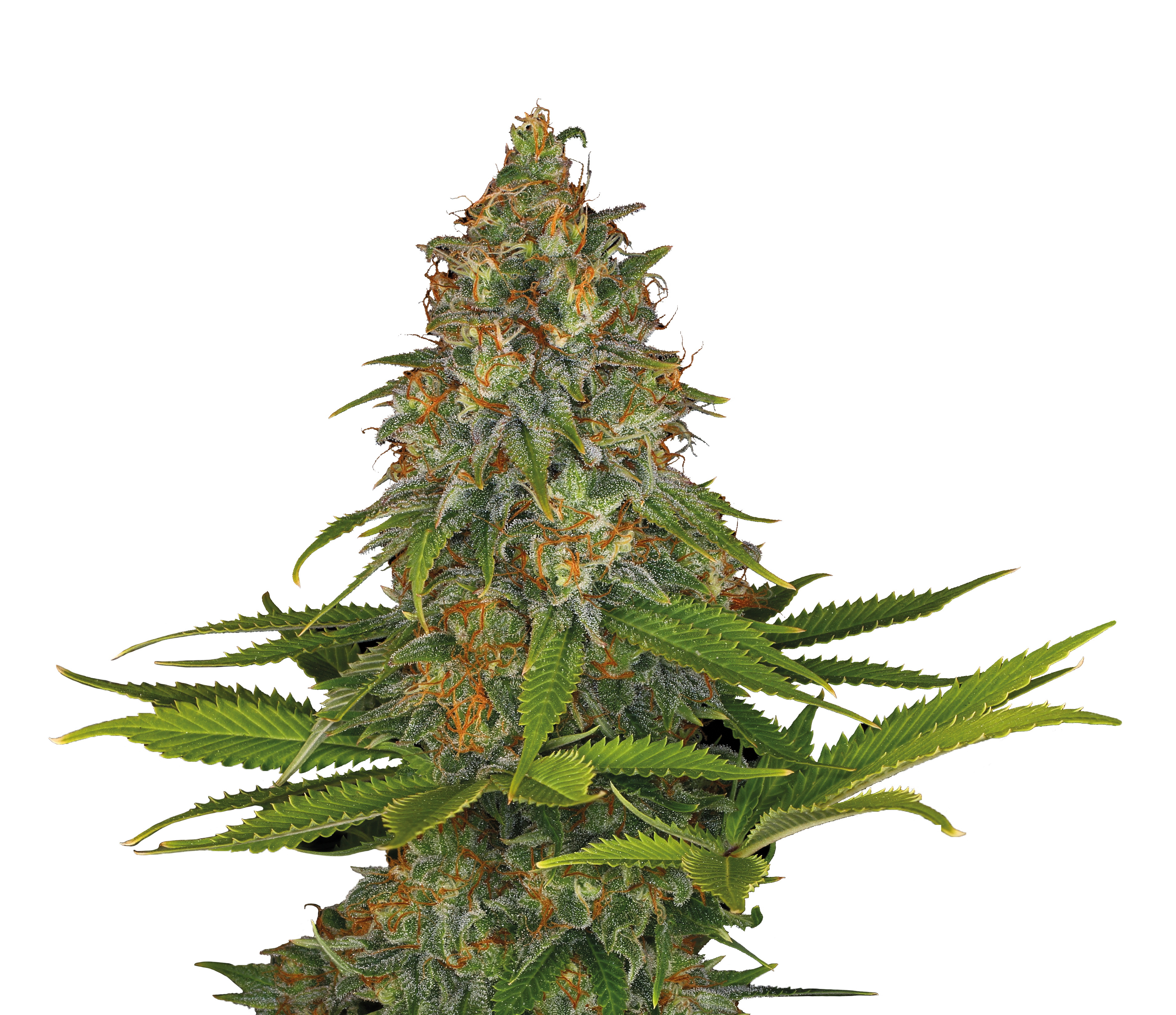 fake tree plant Shady Lady Faux Tree