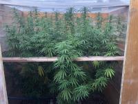 Kali Mist Plants