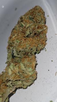 Strawberry AK Bud 1