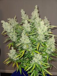 Serious Happiness Plant 3