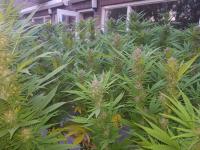 Serious 6 plants