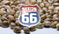 Seeds66 