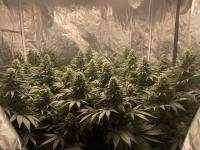AK47 Plants 1