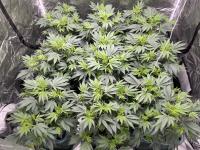 AK47 Plants 2
