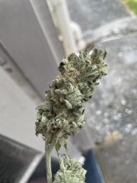 AK47 Plant 1
