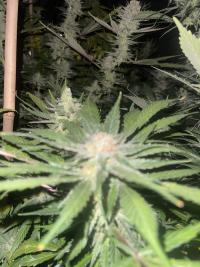 Serious 6 plant