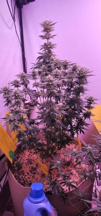 Seriotica plant 1