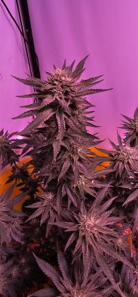 Seriotica plant 2