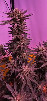 Seriotica plant 3