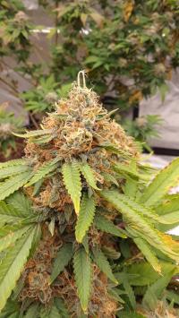 Strawberry AK Plant 1