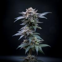 Seriotica plant 2