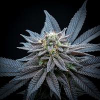 Seriotica plant 4