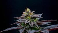 Seriotica plant 1