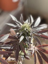 Seriotica plant 1
