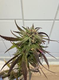 Seriotica plant 2