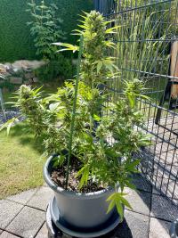 Autoflowering AK47 Plant 1