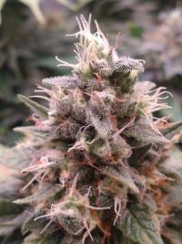 Bubblegum plant 3