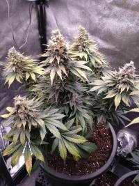 Bubblegum plant 1
