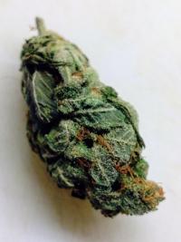 Bubblegum plant 2
