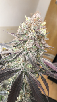 Seriotica plant 1